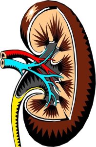 Optimizing Life After a Kidney Transplant