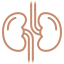 kidney
