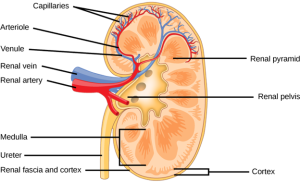 Kidney Anatomy and kidney location