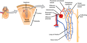 Blood Supply to the Kidneys