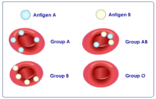 What Is Blood Type and Why Does It Matter in Kidney Transplantation?