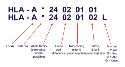 What is HLA Typing?